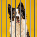 rendogdomesticated avatar