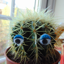 romeo-the-cactus avatar