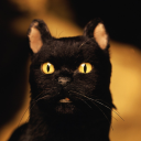 salem-the-true-cat avatar