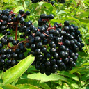 sambucus-nigra avatar