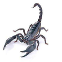 scorpion110 avatar