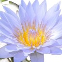 serendipitouswaterlilies avatar