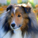 sheltieopolis avatar