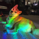 shibepost-blog avatar