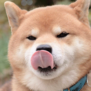 shibesarememes avatar