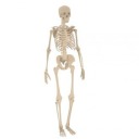 skeleton-fucker69 avatar