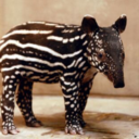 smalltapir avatar