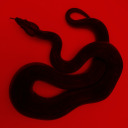 snakeity avatar