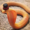 snakes-wit-hats avatar