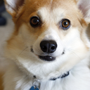 sneakersthecorgi avatar