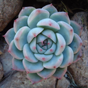 sneakysucculent avatar