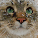 snowcats avatar