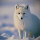 snowfox-98 avatar