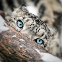 snowleopardstalker avatar