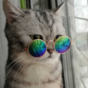 spectacled-cat avatar