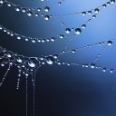 spiderweb-dewdrops avatar