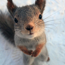 squirrelshideout avatar