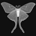 stareyemoth avatar