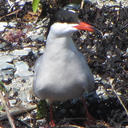 sterna-hirundo avatar