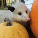 stevethepossum avatar