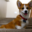 stubbiethecorgi avatar