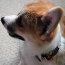 stumpsthecorgi avatar