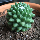 succulent-little-dudes avatar