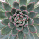 succulent-therapy avatar