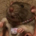 sweetbabyrat avatar