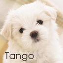 tango-cute avatar