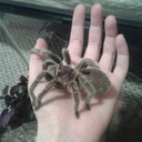 tarantulacuties avatar