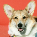 teslathecorgi-blog avatar