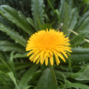 the-fellowship-of-the-meme avatar