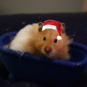 the-holiday-hamster avatar