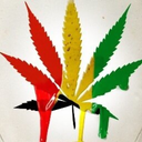 the-kush-daily avatar