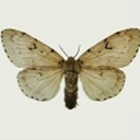 the-weird-little-moth avatar