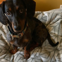 theadventurousdachshund avatar