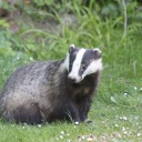 thebadgerburrow avatar