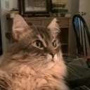 thebestcatblog avatar