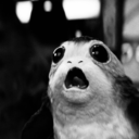 thedarkporg avatar