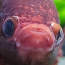 thedormfish avatar