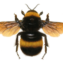 thegentlehoneybee avatar