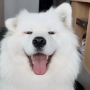 thehellbentdoggo avatar