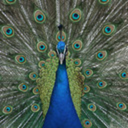 thepfau avatar