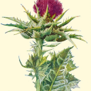 thistle57 avatar