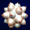 tittiefest avatar