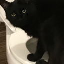 toiletcatbaby avatar