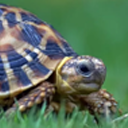 tortoise-bearing-cups avatar