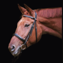 trakehnerdressage avatar