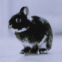 trauma-bunny avatar